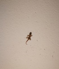 Tarentola angustimentalis