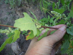 Chenopodium acerifolium