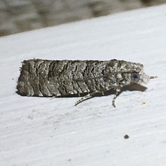 Retinia gemistrigulana
