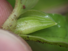 Commelina forskaolii