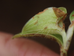 Commelina forskaolii