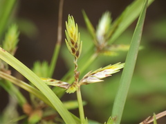 Cyperus tenuispica