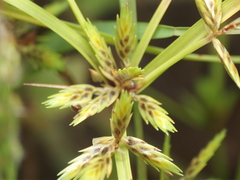 Cyperus tenuispica