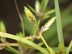 Cyperus tenuispica