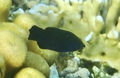 Larabicus quadrilineatus
