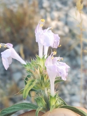 Galeopsis angustifolia