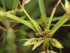 Cyperus tenuispica