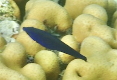 Larabicus quadrilineatus