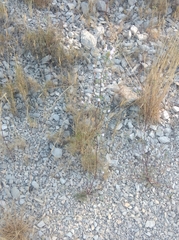 Galeopsis angustifolia