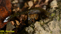 Hynobius leechii