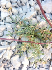 Galeopsis angustifolia