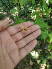 Convolvulus scammonia
