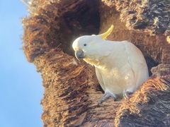 Cacatua galerita