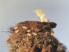 Cacatua galerita