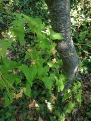 Convolvulus scammonia