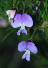 Psoralea arborea