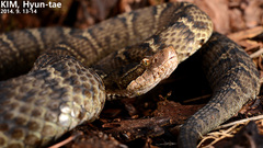 Gloydius ussuriensis