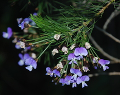 Psoralea arborea