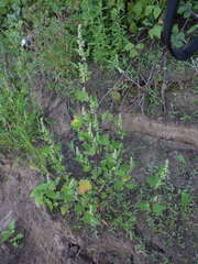 Chenopodium acerifolium