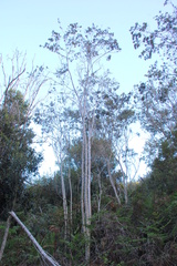 Psoralea arborea