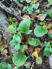 Pyrola rotundifolia