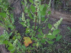 Chenopodium acerifolium