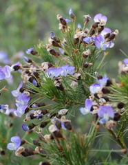Psoralea arborea