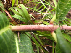 Xysmalobium acerateoides