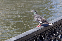 Columba livia domestica