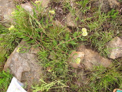 Xysmalobium acerateoides
