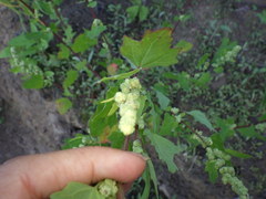 Chenopodium acerifolium