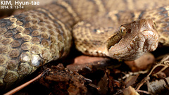 Gloydius ussuriensis