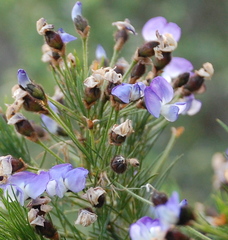 Psoralea arborea