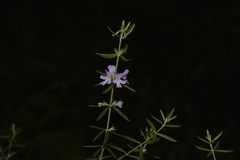 Westringia amabilis