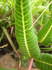 Xysmalobium acerateoides