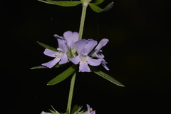 Westringia amabilis