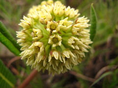 Xysmalobium acerateoides