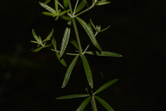 Westringia amabilis
