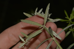 Westringia amabilis