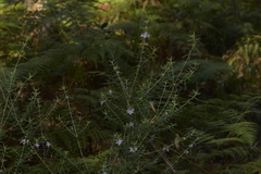 Westringia amabilis