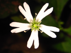 Silene seoulensis