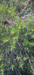 Pteronia paniculata