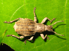 Episomus turritus