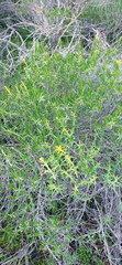 Pteronia paniculata