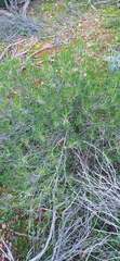 Pteronia paniculata
