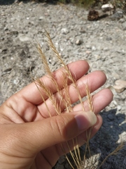 Festuca ambigua