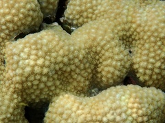 Hydnophora microconos