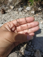 Galium verticillatum