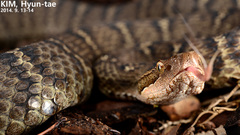 Gloydius ussuriensis