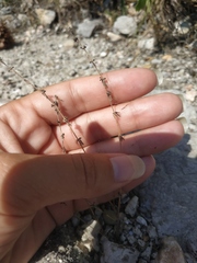 Galium verticillatum